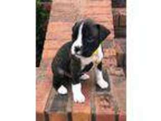 Boxer Puppy for sale in Covington, GA, USA