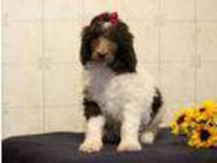 Mutt Puppy for sale in Milton, PA, USA