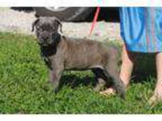 Cane Corso Puppy for sale in Elizabethtown, KY, USA