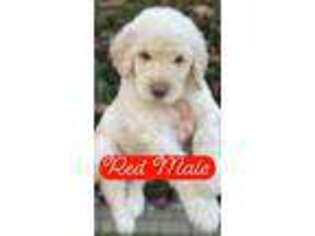 Goldendoodle Puppy for sale in Sulligent, AL, USA