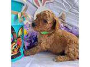 Mutt Puppy for sale in Williamsburg, KY, USA