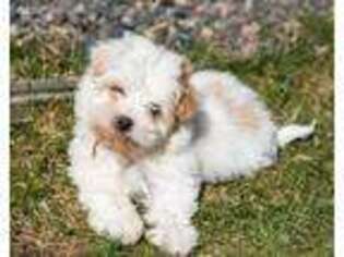 Havanese Puppy for sale in Youngstown, OH, USA