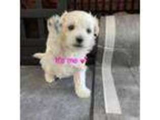 Mutt Puppy for sale in Ponte Vedra Beach, FL, USA