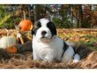 Saint Bernard Puppy for sale in Williamstown, WV, USA