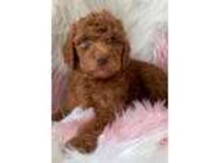 Labradoodle Puppy for sale in South Holland, IL, USA