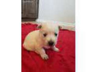 West Highland White Terrier Puppy for sale in Blanchard, OK, USA