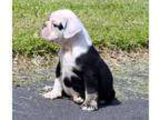 Bulldog Puppy for sale in Sanford, FL, USA