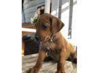 Rhodesian Ridgeback Puppy for sale in Crystal City, TX, USA