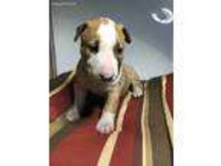 Bull Terrier Puppy for sale in Pearland, TX, USA