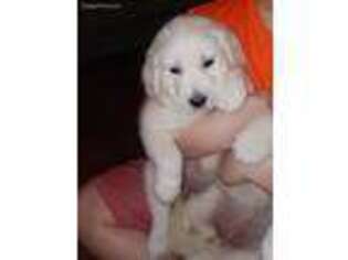 Golden Retriever Puppy for sale in Lugoff, SC, USA