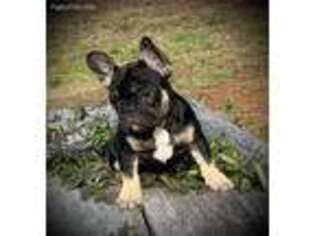 French Bulldog Puppy for sale in Clinton, TN, USA