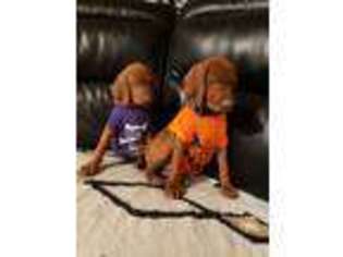 Vizsla Puppy for sale in Spencer, IN, USA