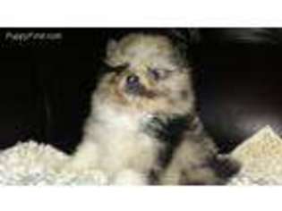 Pomeranian Puppy for sale in Camden, NY, USA
