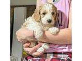 Cavapoo Puppy for sale in Gardners, PA, USA