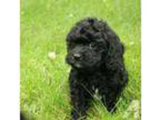 Cavapoo Puppy for sale in BAXTER, MN, USA