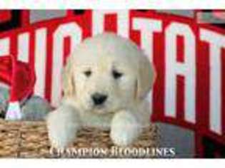 Golden Retriever Puppy for sale in Canton, OH, USA