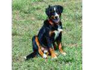 Bernese Mountain Dog Puppy for sale in Gay, GA, USA