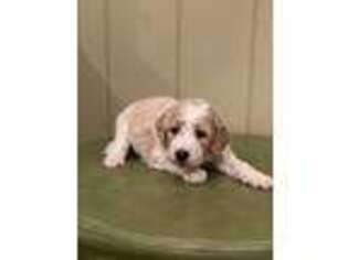 Goldendoodle Puppy for sale in Fitzgerald, GA, USA