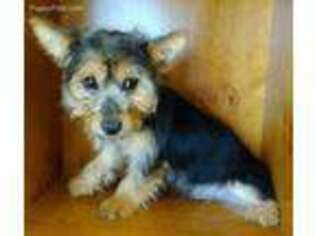 Yorkshire Terrier Puppy for sale in Kankakee, IL, USA