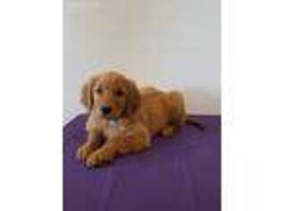 Golden Retriever Puppy for sale in Colcord, OK, USA