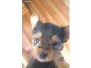 Yorkshire Terrier Puppy for sale in Salyersville, KY, USA