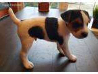Jack Russell Terrier Puppy for sale in Ellendale, DE, USA