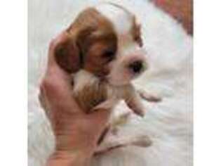 Cavalier King Charles Spaniel Puppy for sale in Crossville, TN, USA