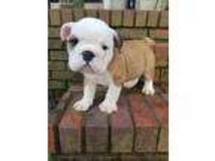 Bulldog Puppy for sale in Cleveland, AL, USA