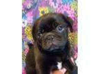 Pug Puppy for sale in Arnold, MO, USA