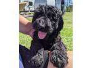 Goldendoodle Puppy for sale in Elizabeth City, NC, USA