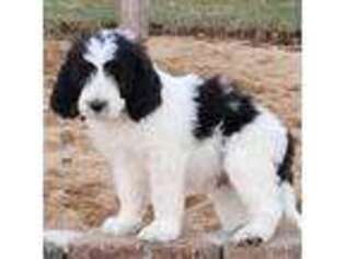 Bernese Mountain Dog Puppy for sale in Edwards, MO, USA