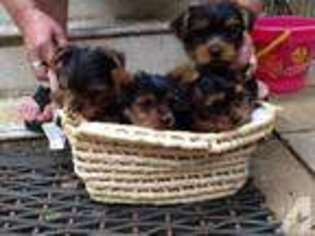 Yorkshire Terrier Puppy for sale in SALTSBURG, PA, USA