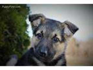German Shepherd Dog Puppy for sale in Rocky Comfort, MO, USA