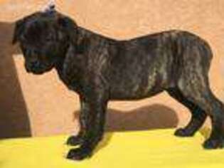 Cane Corso Puppy for sale in Fountain, CO, USA