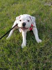 Bulldog Puppy for sale in Stafford, VA, USA