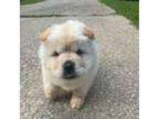 Chow Chow Puppy for sale in Miami, FL, USA