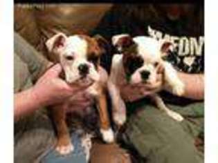 Bulldog Puppy for sale in Lovely, KY, USA