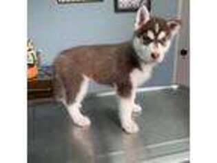 Siberian Husky Puppy for sale in Federal Way, WA, USA