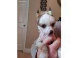 Chinese Crested Puppy for sale in Covington, GA, USA