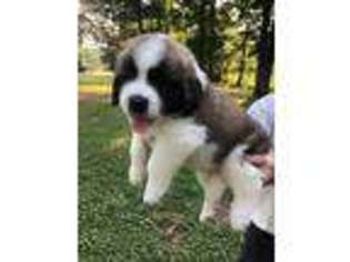 Saint Bernard Puppy for sale in Hickory, NC, USA