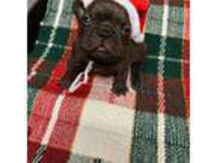 French Bulldog Puppy for sale in Peoria, IL, USA