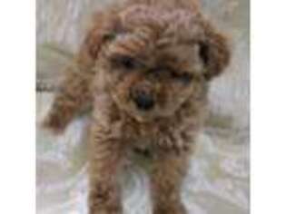 Mutt Puppy for sale in Winslow, AZ, USA