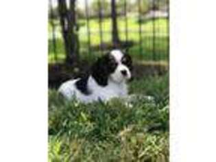 Cavalier King Charles Spaniel Puppy for sale in Cypress, TX, USA