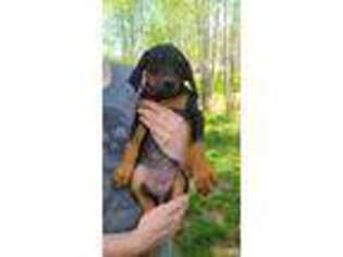 Doberman Pinscher Puppy for sale in Atlanta, GA, USA