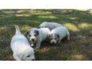 Great Pyrenees Puppy for sale in Burns, TN, USA