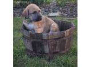 Irish Wolfhound Puppy for sale in Morrison, IL, USA