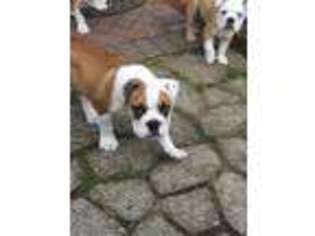 Bulldog Puppy for sale in West Hempstead, NY, USA