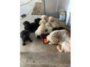 Goldendoodle Puppy for sale in Sidney, OH, USA
