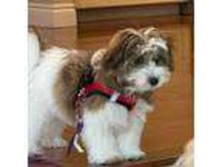 Bichon Frise Puppy for sale in Ortonville, MI, USA