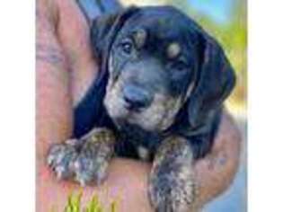 Mutt Puppy for sale in Advance, MO, USA